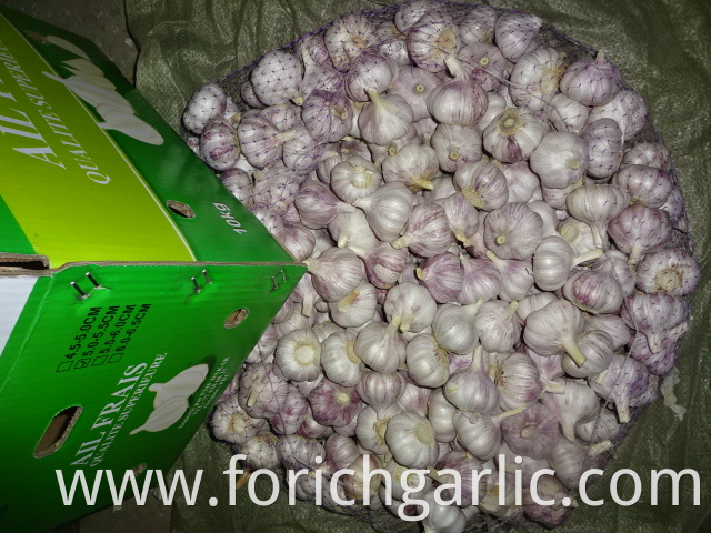 Normal White Garlic